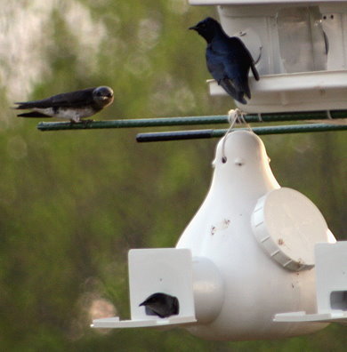 cutemartins.jpg