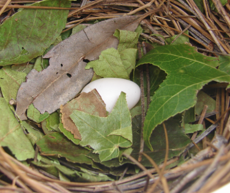 First egg.png