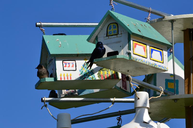 Cedar Chalets hung on a gourd rack are probably the number one martin attractor in the north country.  Martins prefer them over all other types of housing up here.