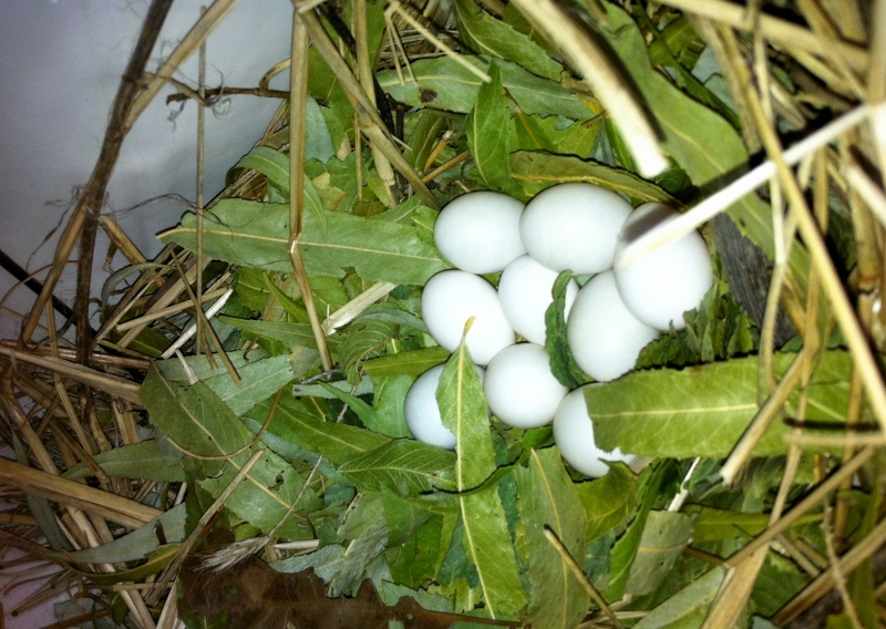 9 Eggs Taken by Me Today