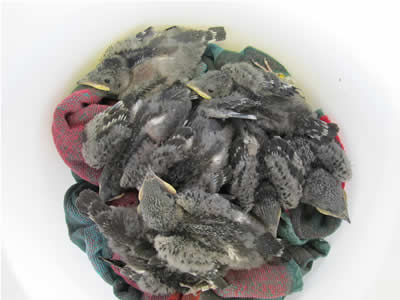 In the bucket after being banded waiting to be put back in their cavity.