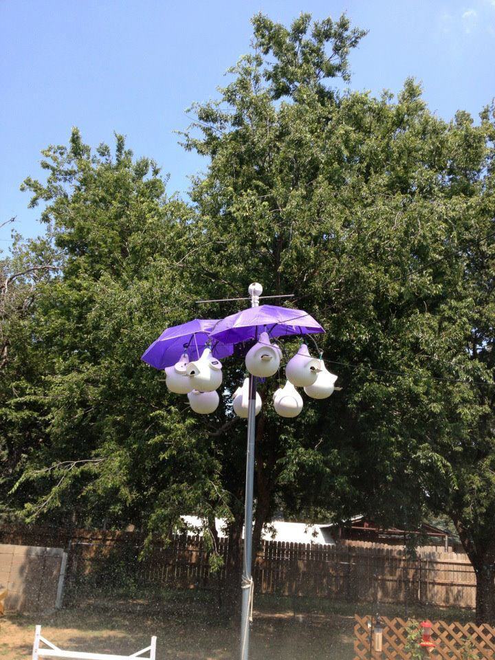 Donna's umbrella shades for martins