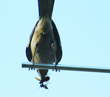 parent ready to deliver an insect meal