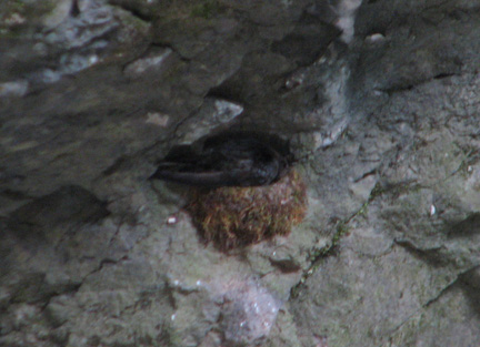 Adult black swift on nest, brooding small young