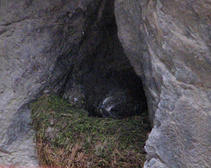 nestling black swift - there are white vertical marks on either side of bill, which is tiny.