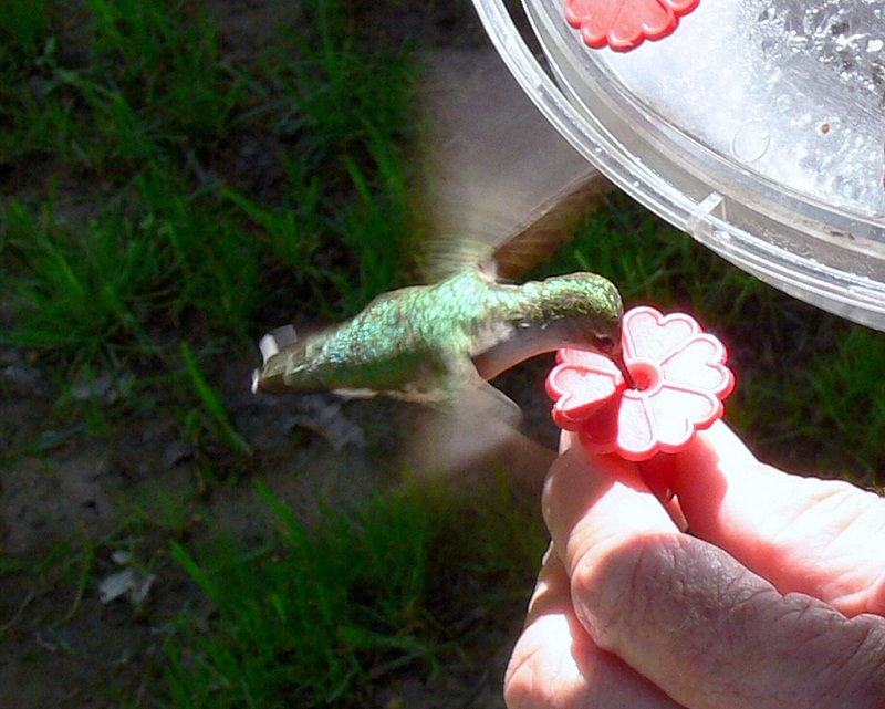 Feeding a Hummer