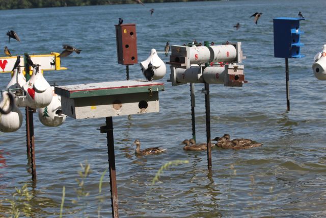 Martins_Ducks.jpg
