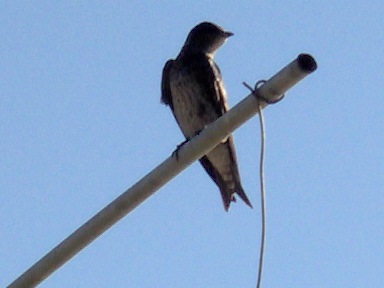 Adult female Purple Martin, photo copyright Vickie Maust