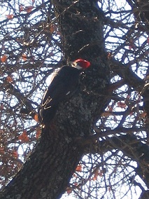Pileated woodpecker 1 resized.jpg