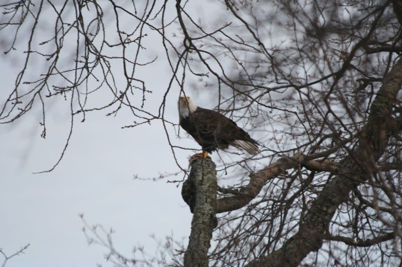 Eagle resting above martin colony.