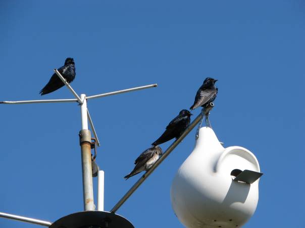 Martins