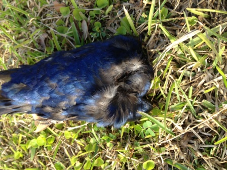 Dead ASY found without his head on 3.24.2013