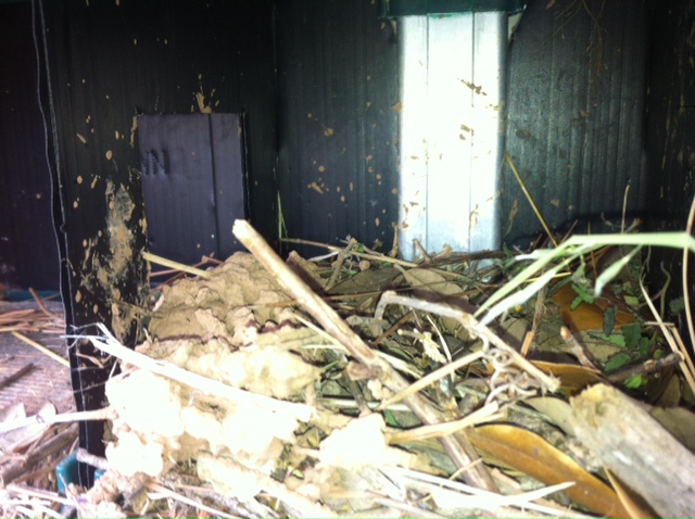 nest3.jpg