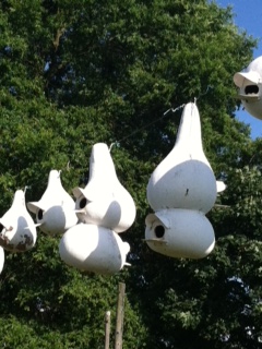 Ingenious idea of merging two gourds with entrances facing opposite directions from Rainsville, Alabama 2013