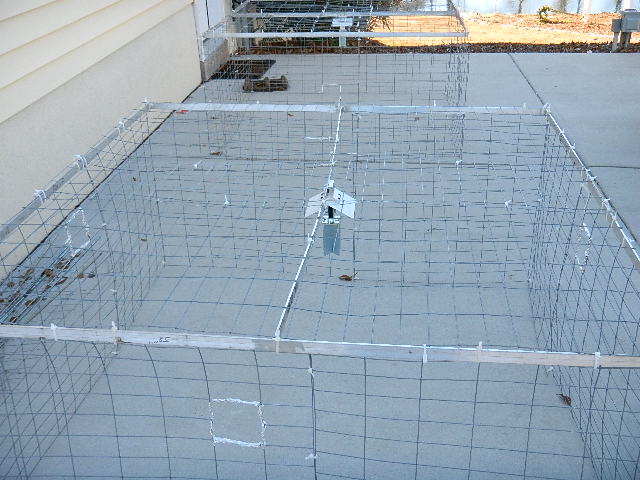 MARTIN CAGES  THAI BASIL 003.JPG