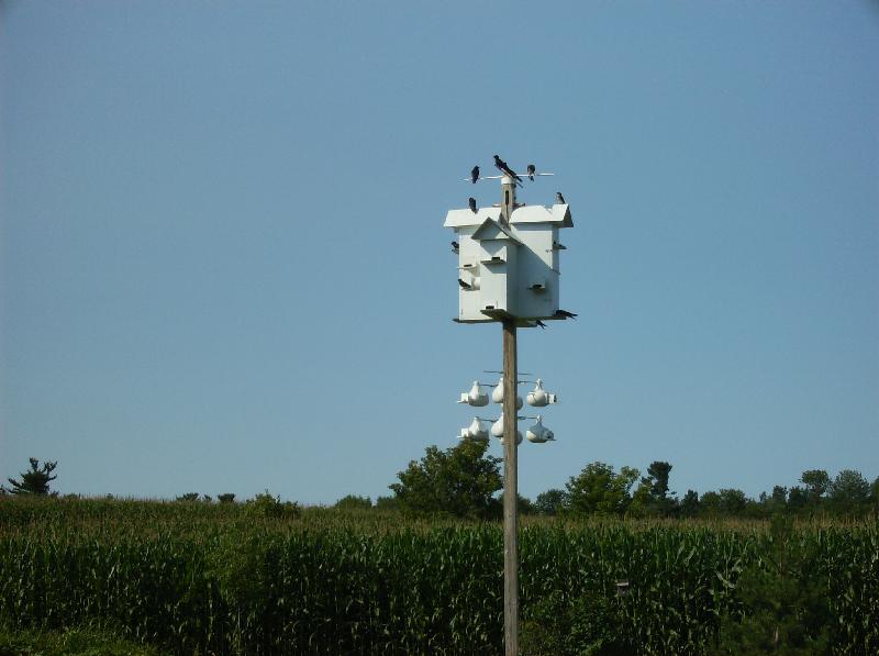 pic3.jpg