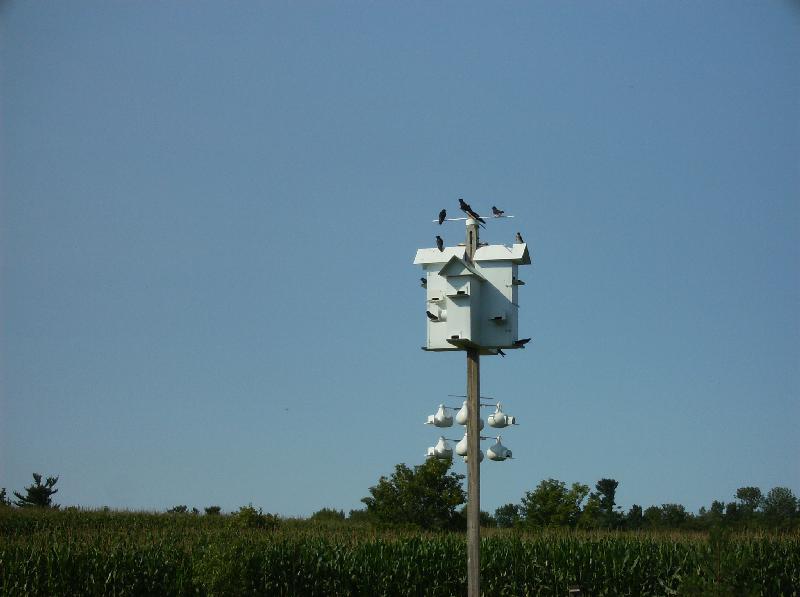 pic1.jpg