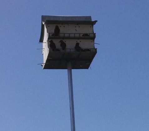 I took this photo 3 days ago, there weren't as many birds
