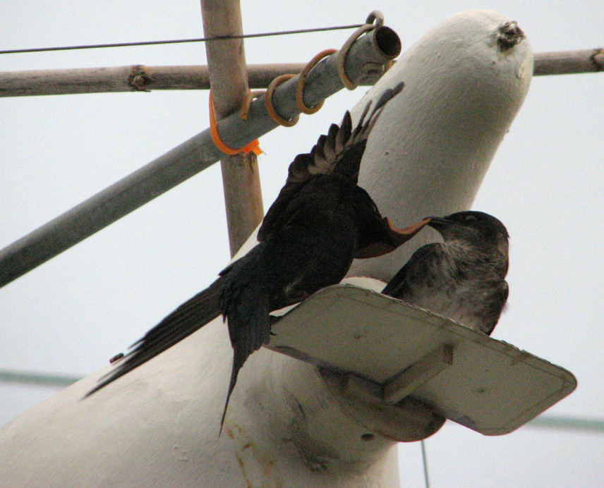 He brought her a leaf for their nest - here's the hand-off, or beak-off.