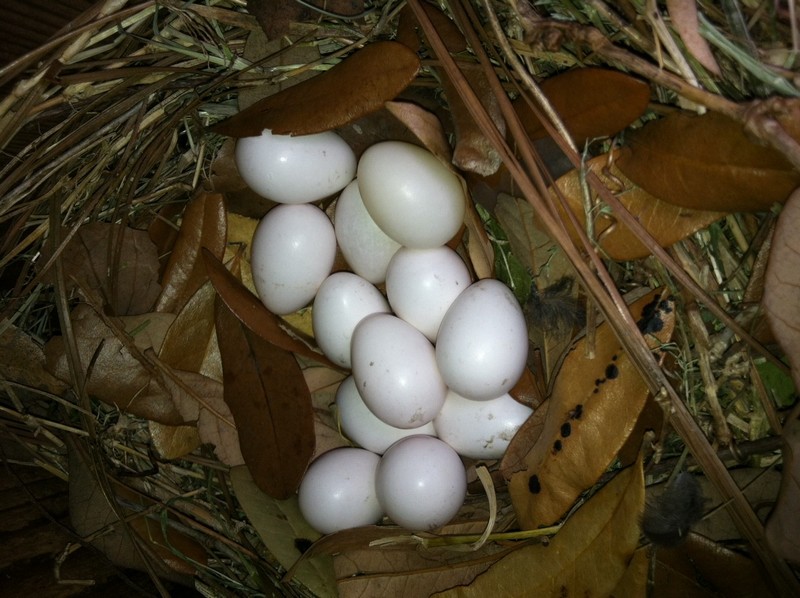 Twelve eggs in one nest!