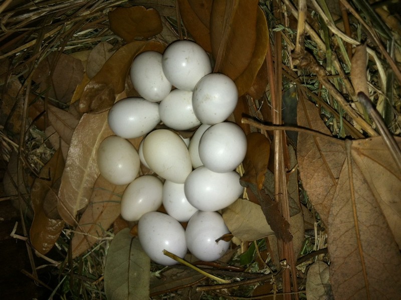 15 martin eggs in one nest!