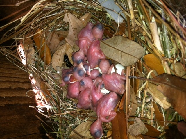 10 babies.jpg