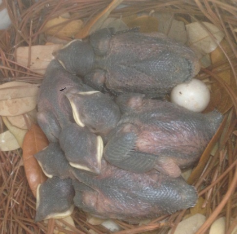 Unhatched PM Egg