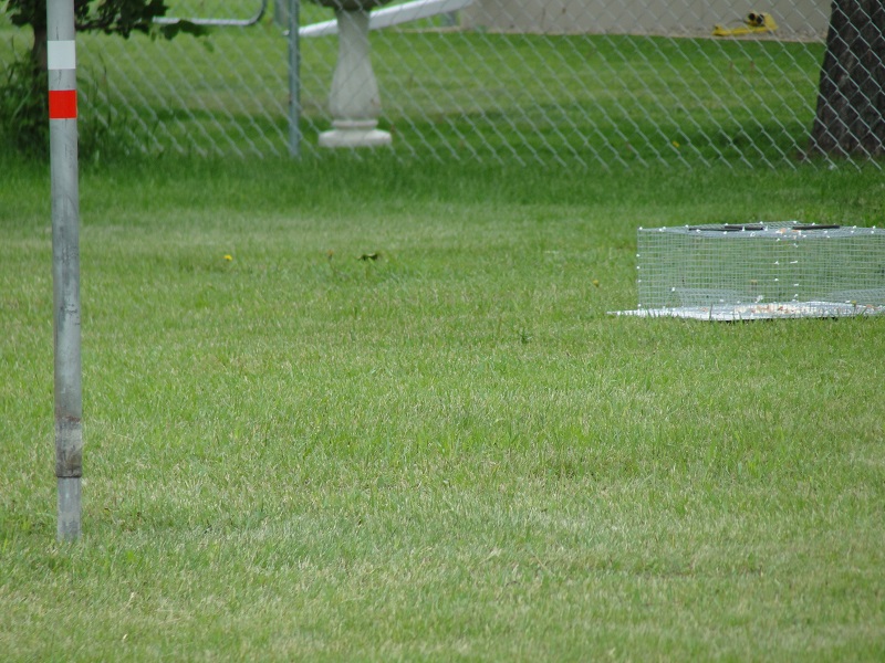 sparrow trap
