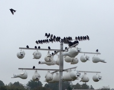 Cold, Wet, Hungry, with Hawks
