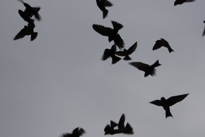 Feeding frenzy!!
