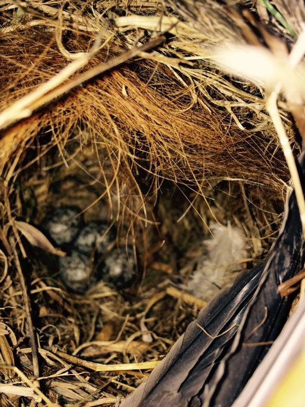 Nest in one of my gourds.