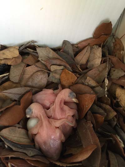 baby martins.jpg