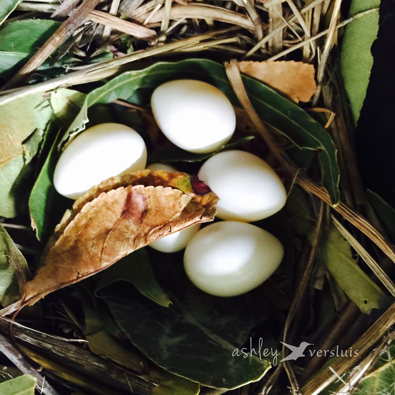 Five eggs on June 25, 2015
<br />Bentonville, AR
<br />A. Versluis