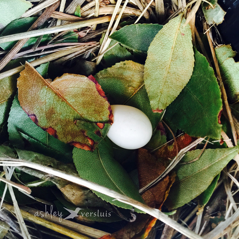 Egg #1 on June 21, 2015
<br />Bentonville, AR
<br />A. Versluis