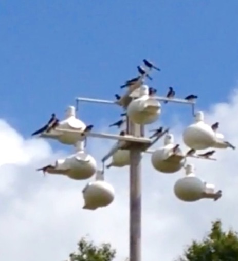 Martins on gourd rack   Photo taken by me at my home near Mcarthur Ohio