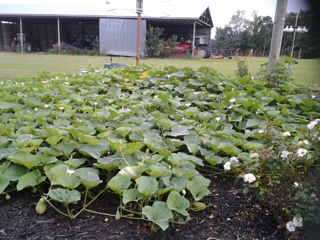 20120815_gourdpatch.jpg