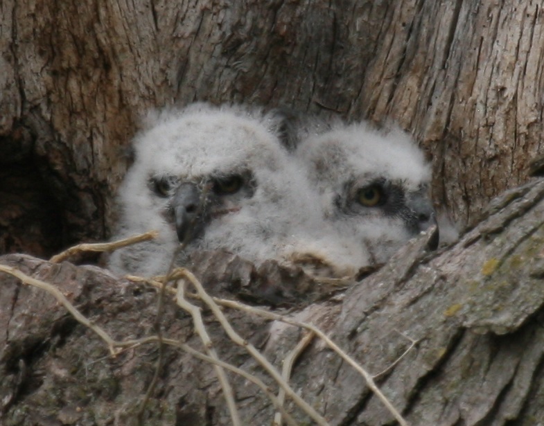 Baby Owl Close Up 01.jpg