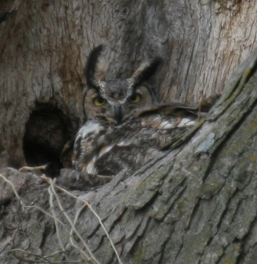 Mama Owl Close Up.jpg