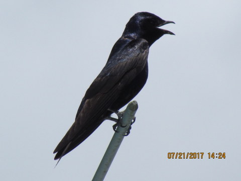 IMG_0051.JPG