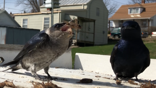 Eating.PNG