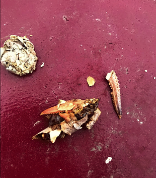 owl pellet.PNG