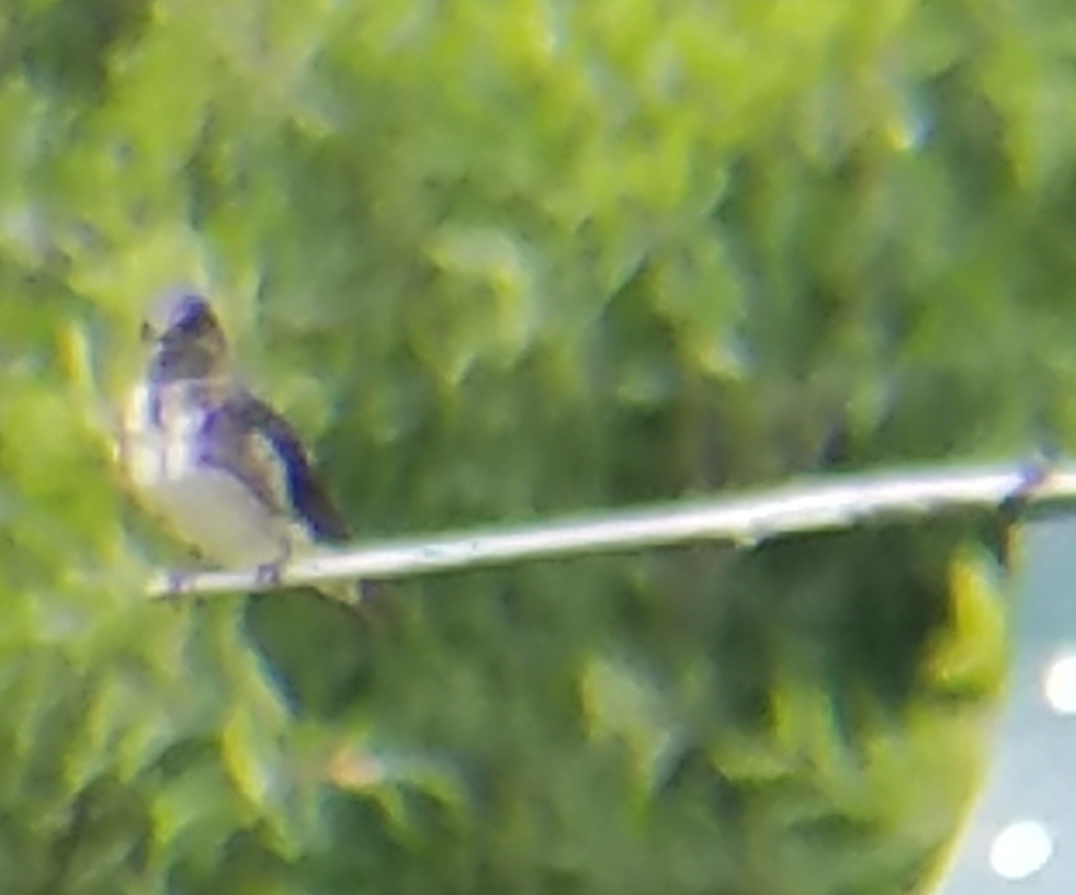 Purple Martin.jpg