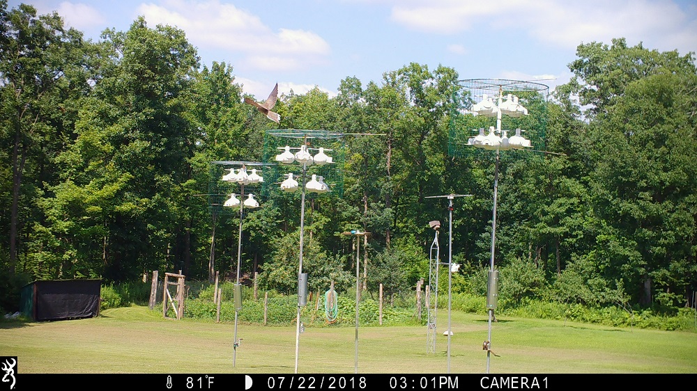 Picture taken in back yard by Browning trailcam.