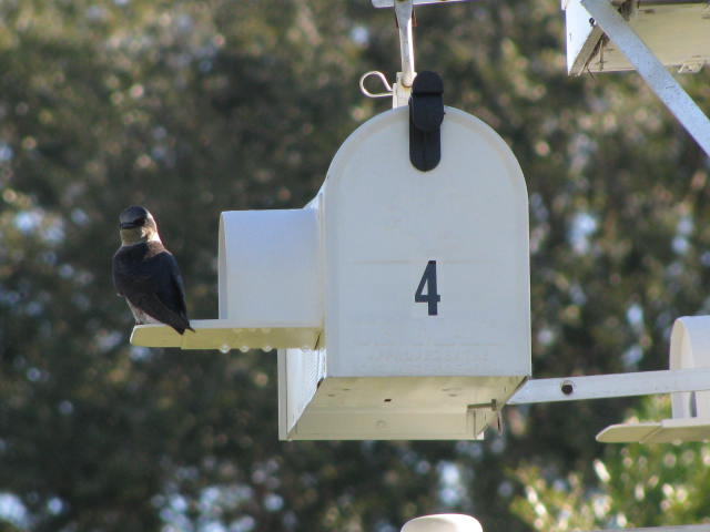 Female Mail box 4.JPG