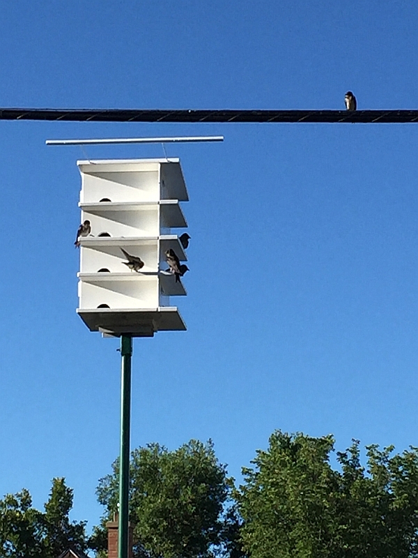 birds2.JPG