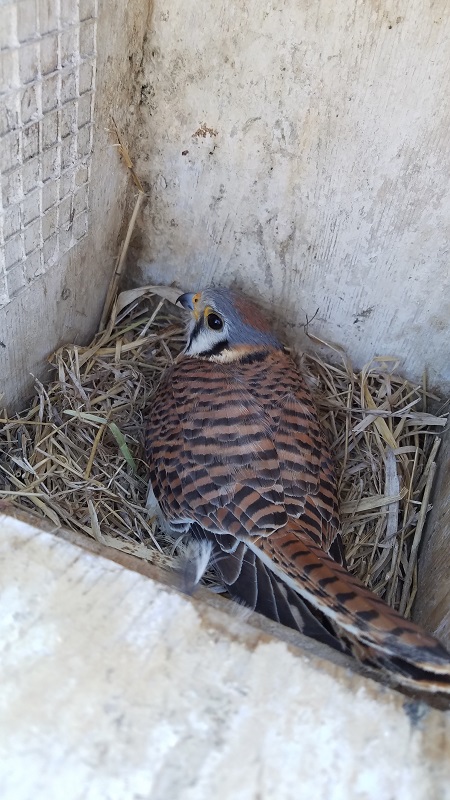 Kestrel 2019.jpg