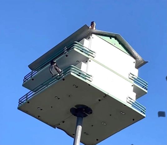 1st Purple Martin of 2021