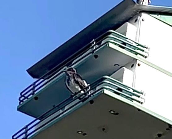 first Purple Martin of 2021