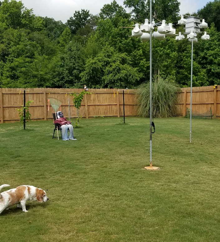 Birdman's Backyard.jpg