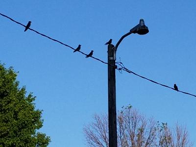 Martins 2021 WIres.jpg